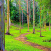 50 RAINBOW EUCALYPTUS Deglupta Gum Multicolor Bark Tree Seeds
