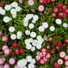 100 MIXED Colors ENGLISH DAISY Bellis Perennis Flower Seeds