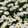 500 Dwarf WHITE ENGLISH DAISY Bellis Perennis Flower Seeds
