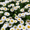 100 MIXED Colors ENGLISH DAISY Bellis Perennis Flower Seeds