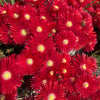 100 Gelato Bright RED ICE PLANT Mesembryanthemum Daisy Livingstone Flower Seeds