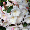 50 FORTUNE RHODODENDRON Fortunei Shrub Rose Pink Mauve White Flower Seeds