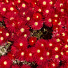 100 Gelato Bright RED ICE PLANT Mesembryanthemum Daisy Livingstone Flower Seeds
