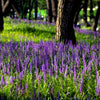 5 LILYTURF Liriope Muscari aka Big Blue Lily Turf / Monkey Grass Flower Seeds
