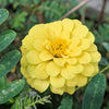250 ISABELLINA ZINNIA Elegans Pastel Light Yellow Double Heirloom Flower Seeds