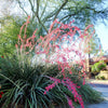 25 RED YUCCA Hesperaloe Parviflora aka Hummingbird, Coral, & Texas Yucca Flower Seeds