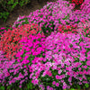 500 MIXED CHINESE PINKS China Rainbow Pink Dianthus Chinensis Bicolor Flower Seeds