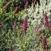 10 Organic California HUMMINGBIRD SAGE Salvia Spathacea Magenta Red Flower Herb Seeds