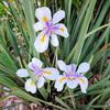 25 WHITE AFRICAN IRIS Fortnight Lily Dietes Iridioides Vegeta aka Cape or Butterfly Iris Yellow Purple Flower Seeds