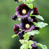 25 BLACK HOLLYHOCK Alcea Rosea Nigra Flower Seeds
