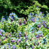 10 BLUE SHRIMP PLANT / Honeywort Cerinthe Major Flower Seeds