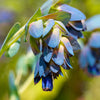 10 BLUE SHRIMP PLANT / Honeywort Cerinthe Major Flower Seeds
