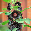 25 BLACK HOLLYHOCK Alcea Rosea Nigra Flower Seeds