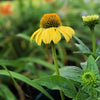 50 OZARK GOLD CONEFLOWER Echinacea Paradoxa Yellow Bush's Coneflower Flower Seeds