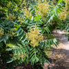 30 FLAMELEAF SUMAC TREE Shining Dwarf Winged Rhus Schmaltzia Copallina Seeds