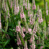 50 Pink VERONICA Longifolia / SPIKE SPEEDWELL Flower Seeds