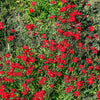 100 RED CARDINAL DIANTHUS Deltoides Flower Seeds