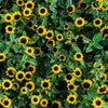150 YELLOW CREEPING ZINNIA Sanvitalia Procumbens Seeds