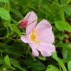 25 PINK SWAMP ROSE Rosa Palustris Flower Shrub Bush ( Average - Wet Soil ) Seeds