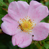 25 PINK SWAMP ROSE Rosa Palustris Flower Shrub Bush ( Average - Wet Soil ) Seeds