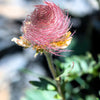 25 PRAIRIE SMOKE Geum Triflorum Purple Prairie Avens Pink Flower Seeds