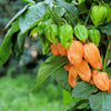 50 Mixed HOT HABANERO PEPPER Red Orange White Brown Mix Capsicum Chinense Seeds