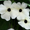 10 WHITE THUNBERGIA Alata VINE Black Eyed Susan Vine Flower Seeds