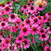 25 BRIGHT STAR CONEFLOWER Echinacea Purpurea Lavender Bright Rose Pink Flower Seeds