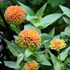 20 Organic QUEENY LIME MIX ZINNIA Elegans Mixed Colors Red Orange Yellow Pink Green Queen Flower Seeds