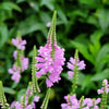 50 PINK Showy OBEDIENT PLANT (False Dragon Head) Physostegia Virginiana Flower Seeds
