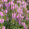 50 PINK Showy OBEDIENT PLANT (False Dragon Head) Physostegia Virginiana Flower Seeds