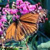 100 MISSOURI IRONWEED Monarch Flower Native Purple Vernonia Missurica Seeds