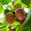30 COMMON Edible FIG TREE Ficus Carica Purple Brown Skin Pink Flesh Fruit Seeds