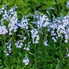25 BLUE STREAK SPEEDWELL Veronica Gentianoides Flower Seeds