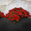 500 Fire Chief RED PETUNIA Nana Compacta Sun Annual AAS Winner Fragrant Hummingbird Flower Seeds