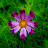 200 COSMOS SEASHELLS Cosmos Bipinnatus Sea Shells Flower Seeds