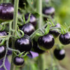 Purple Cherry Tomato Seeds – Lycopersicon Indeterminate Fruit Vegetable – photo 3