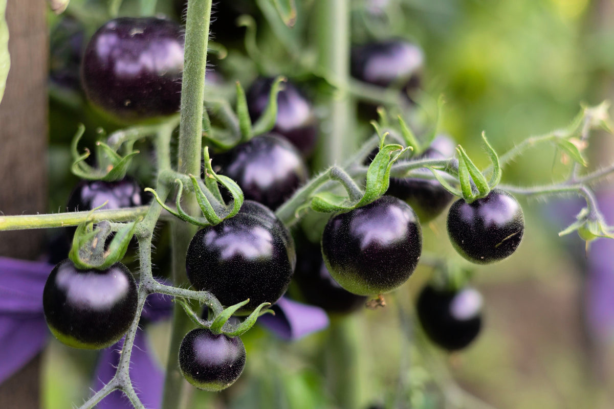 Purple Cherry Tomato Seeds – Lycopersicon Indeterminate Fruit Vegetable – photo 3