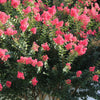35 Dark PINK CREPE MYRTLE Lagerstroemia Indica Flowering Shrub Bush Small Tree Seeds