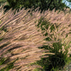 25 Dwarf Purple CHINESE FOUNTAIN GRASS Pennisetum Alopecuroides Hardy Ornamental Seeds