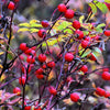 Pink Cinnamon Rose Seeds – Bush Amur Rosa Davurica Fragrant Flower – photo 6
