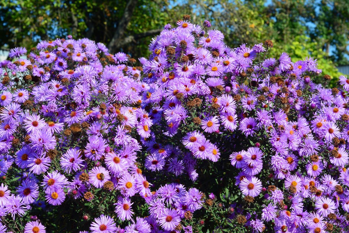 Purple Prairie Aster Seeds