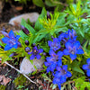 30 Dark Blue NIKITA GENTIAN Gentiana Dahurica Siberian Flower Herb Seeds