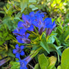 30 Dark Blue NIKITA GENTIAN Gentiana Dahurica Siberian Flower Herb Seeds