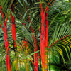 10 Red LIPSTICK PALM Sealing Wax Palm Cyrtostachys Renda Tree Houseplant Seeds