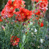 20 SCARLET GLOBEMALLOW Sphaeralcea Coccinea Cowboy's Delight Native Red Prairie Mallow Flower Seeds