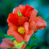20 SCARLET GLOBEMALLOW Sphaeralcea Coccinea Cowboy's Delight Native Red Prairie Mallow Flower Seeds