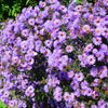 Purple Smooth Violet Prairie Aster Aster Tanacetifolia Flower Seeds – photo 2