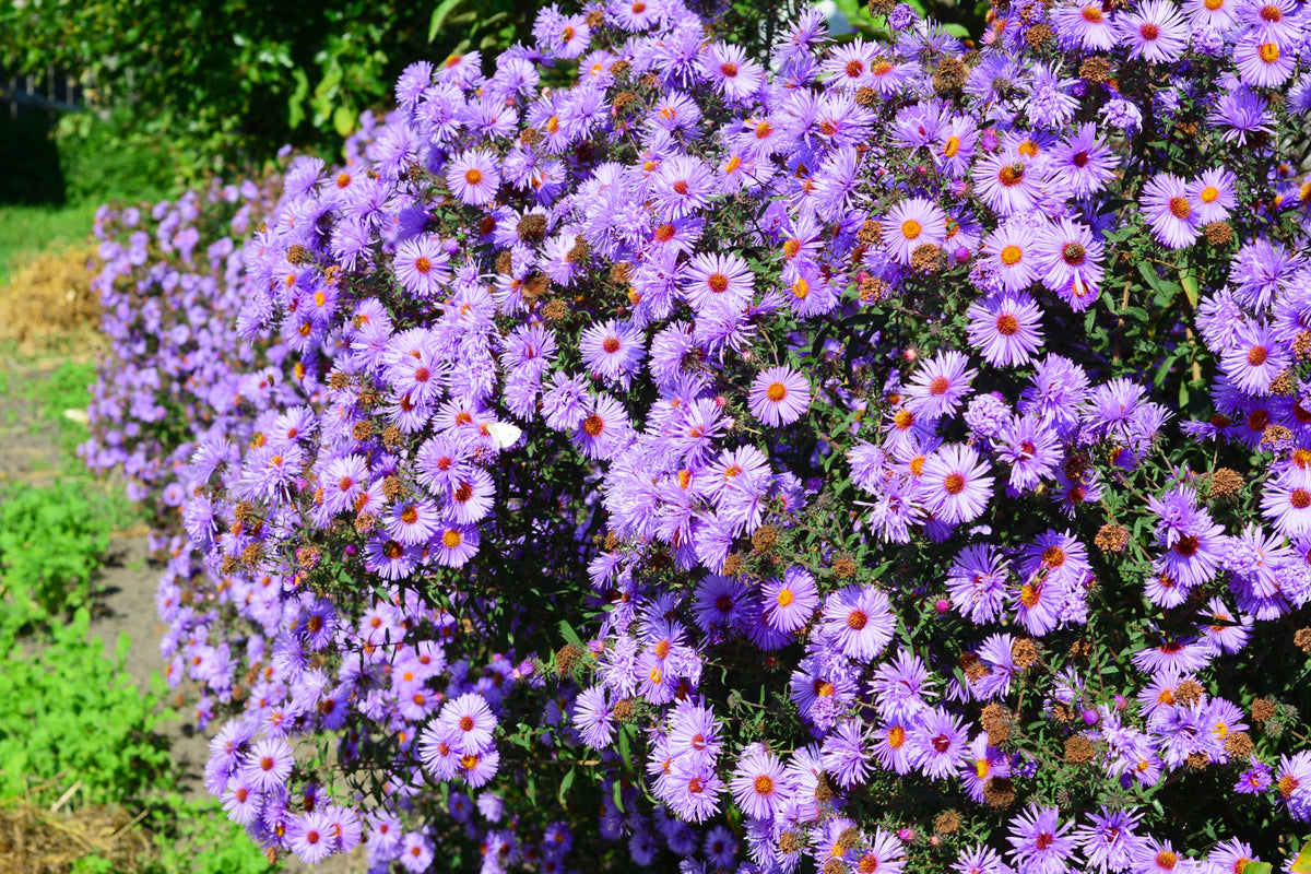 Purple Smooth Violet Prairie Aster Aster Tanacetifolia Flower Seeds – photo 2