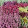 100 Organic BRILLIANT RAINBOW QUINOA Mix Mixed Colors Chenopodium Grain Greens Vegetable Seeds